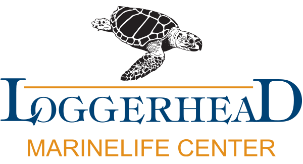 Loggerhead Marine Life Center 